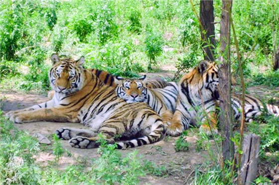 八達嶺動物園