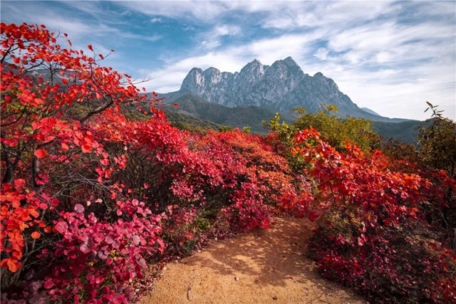 嵩山紅葉