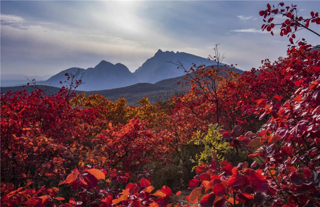 漫山紅葉秋意濃，嵩陽煤機歡迎您?。。?
                                        title=