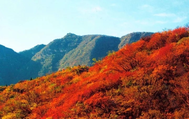 漫山紅葉秋意濃，嵩陽煤機歡迎您！！！